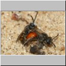 Sphecodes sp - Blutbiene 14d 4-5mm Paarung - Sandgrube Niedringhaussee.jpg